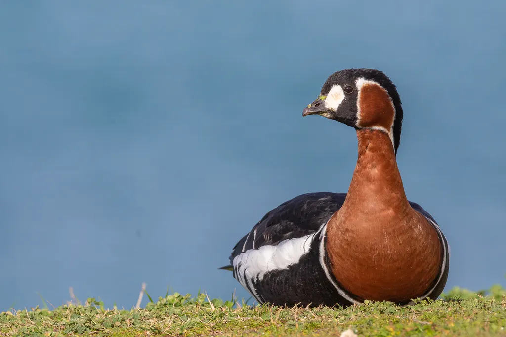 红胸黑雁(Branta ruficollis)
