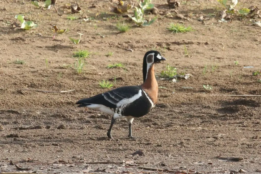 红胸黑雁(Branta ruficollis)