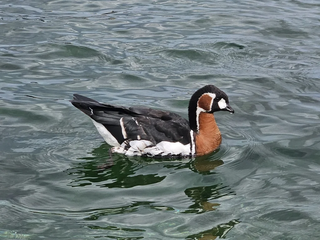 红胸黑雁(Branta ruficollis)