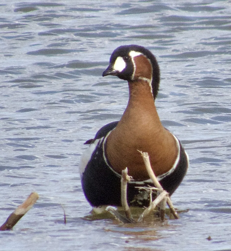 红胸黑雁(Branta ruficollis)