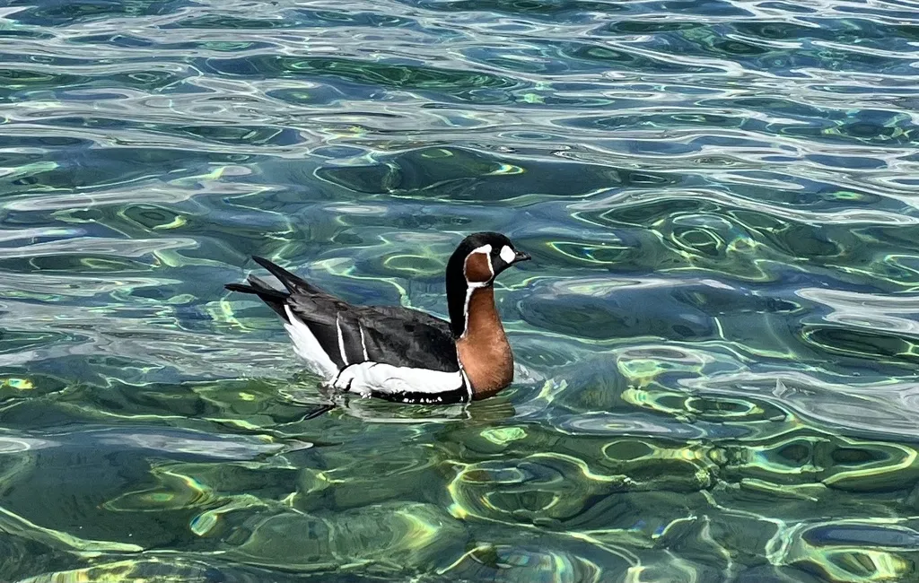 红胸黑雁(Branta ruficollis)