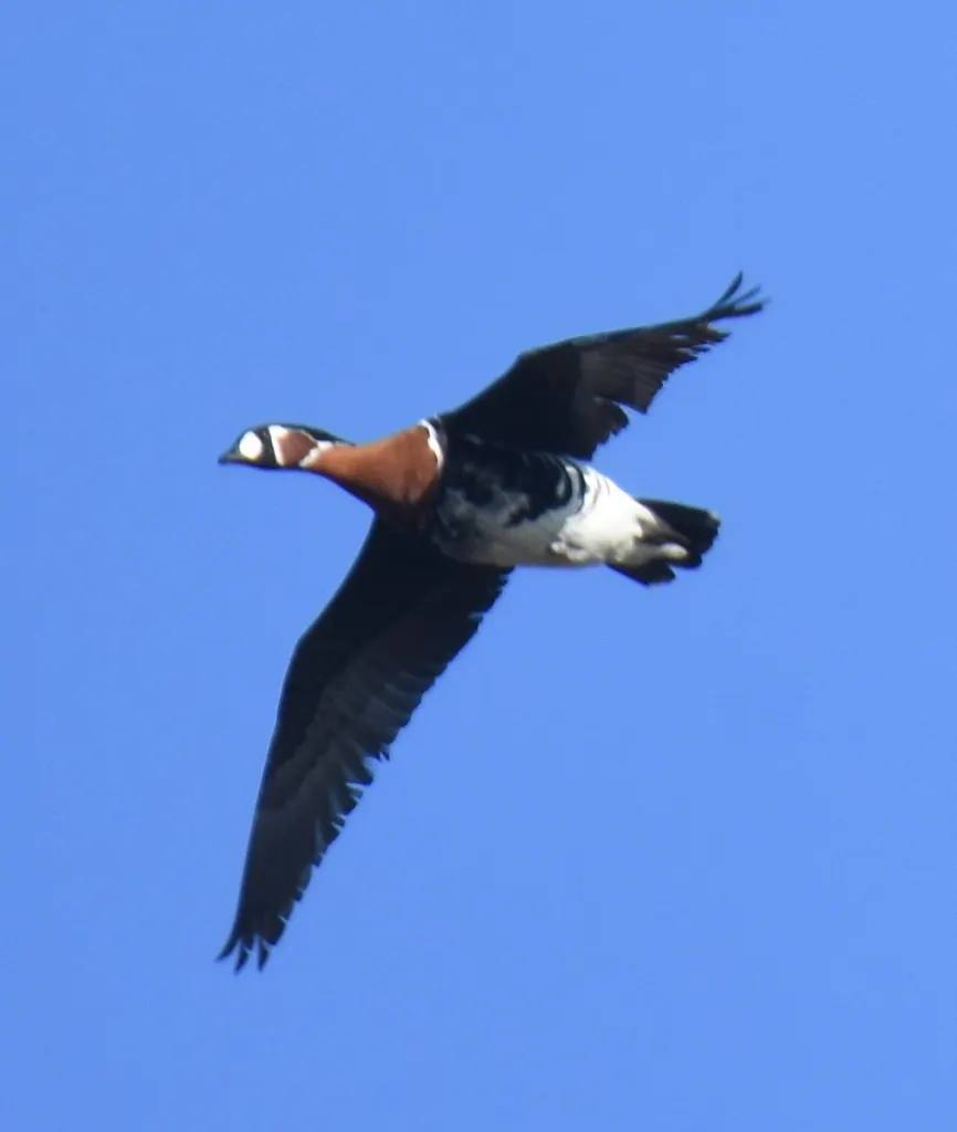 红胸黑雁(Branta ruficollis)