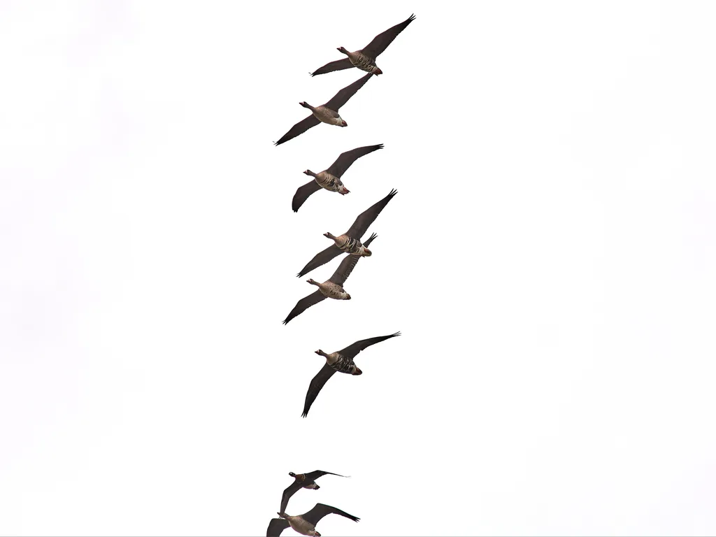 红胸黑雁(Branta ruficollis)