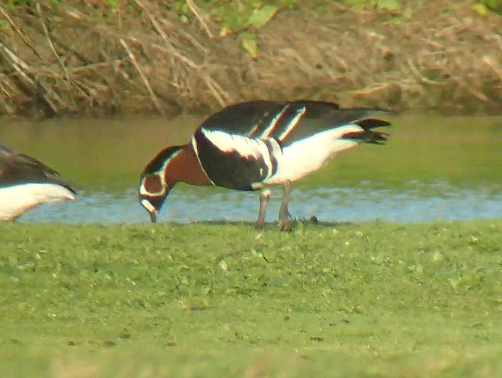 红胸黑雁(Branta ruficollis)
