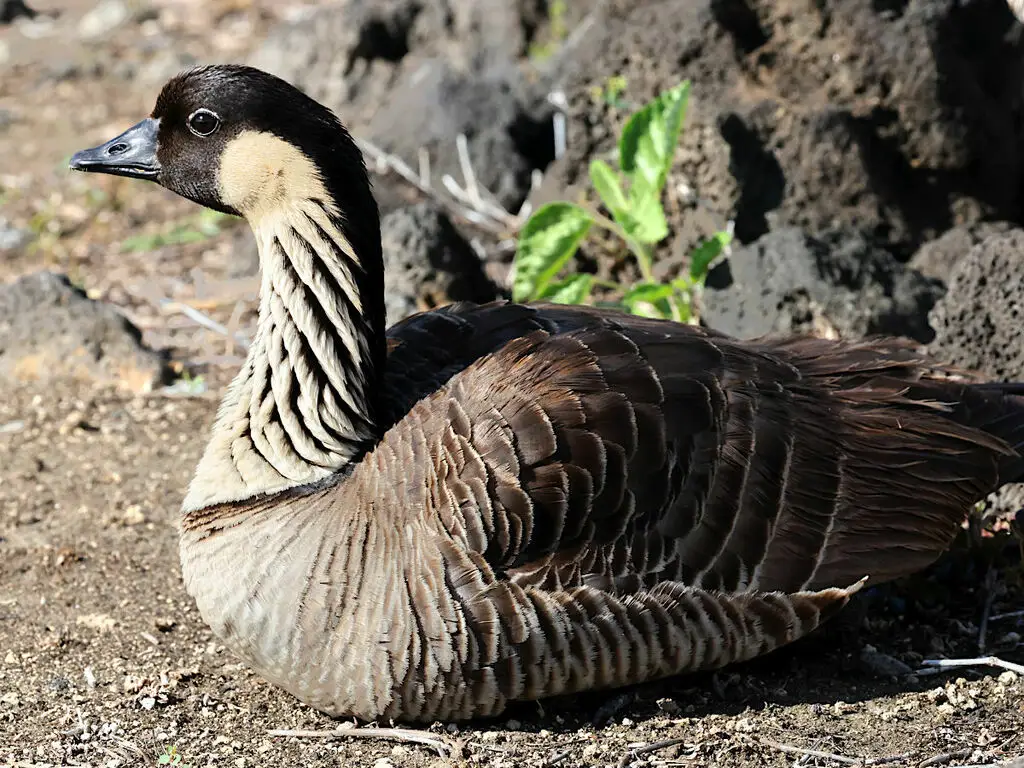 夏威夷黑雁(Branta sandvicensis)