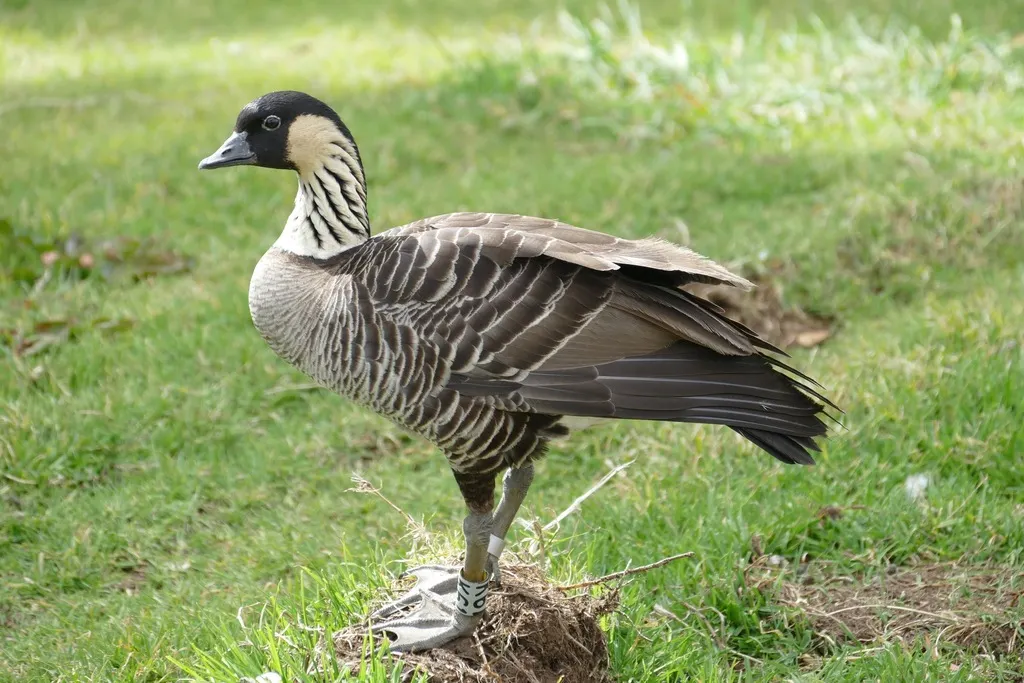 夏威夷黑雁(Branta sandvicensis)