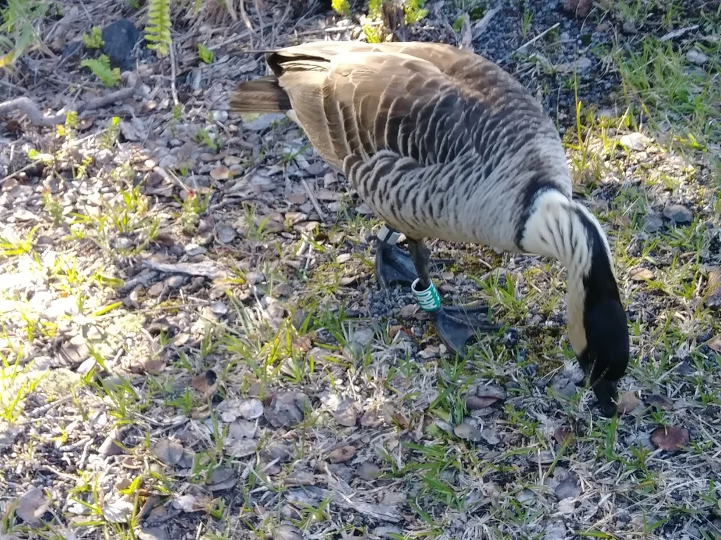 夏威夷黑雁(Branta sandvicensis)