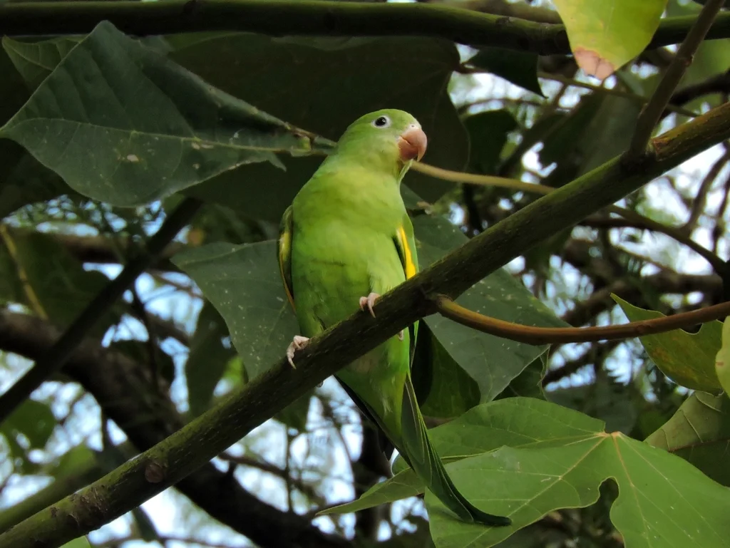 黄翅斑鹦哥(Brotogeris chiriri)