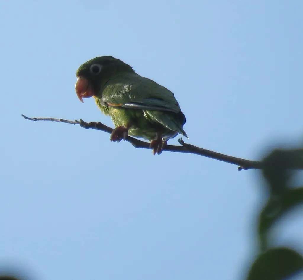 金翅斑鹦哥(Brotogeris chrysoptera)
