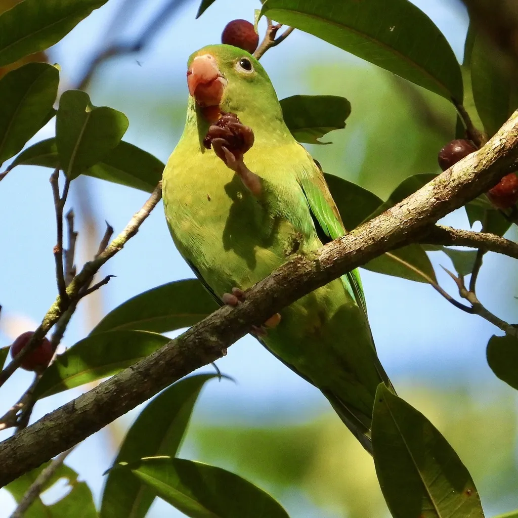 橙颏鹦哥（Brotogeris jugularis）