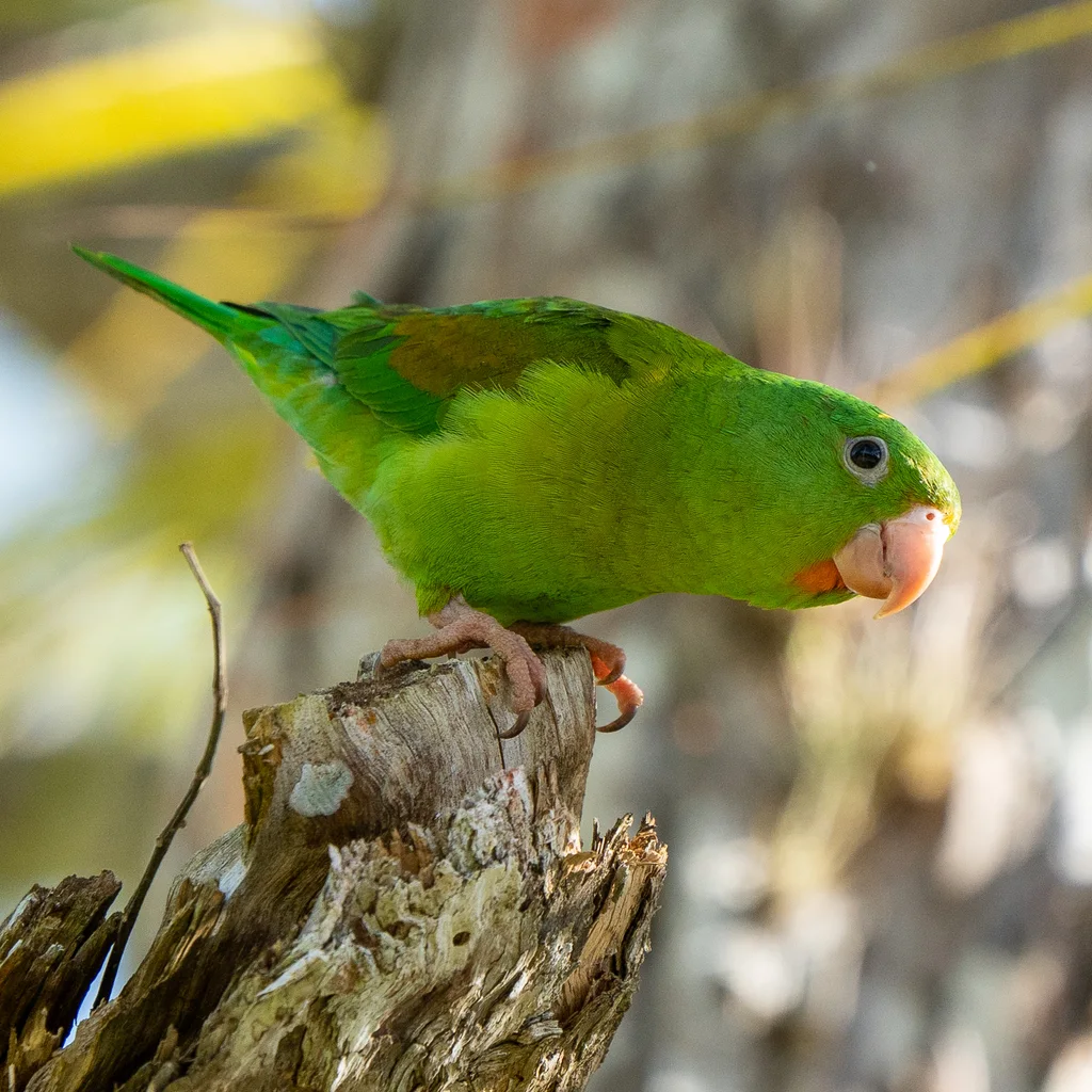 橙颏鹦哥（Brotogeris jugularis）