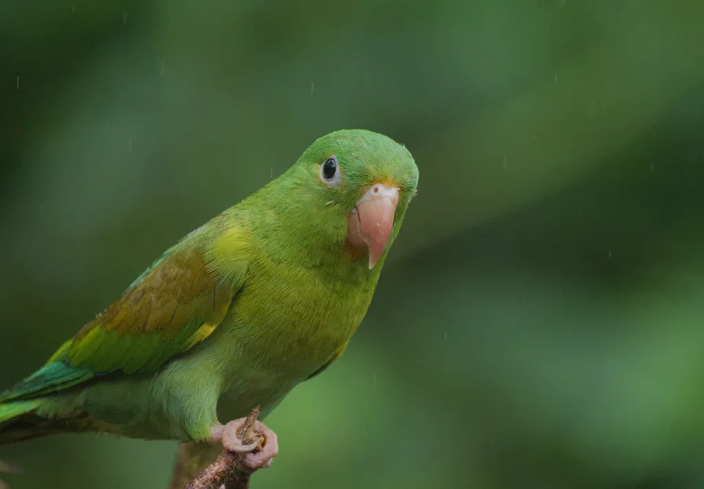 橙颏鹦哥（Brotogeris jugularis）