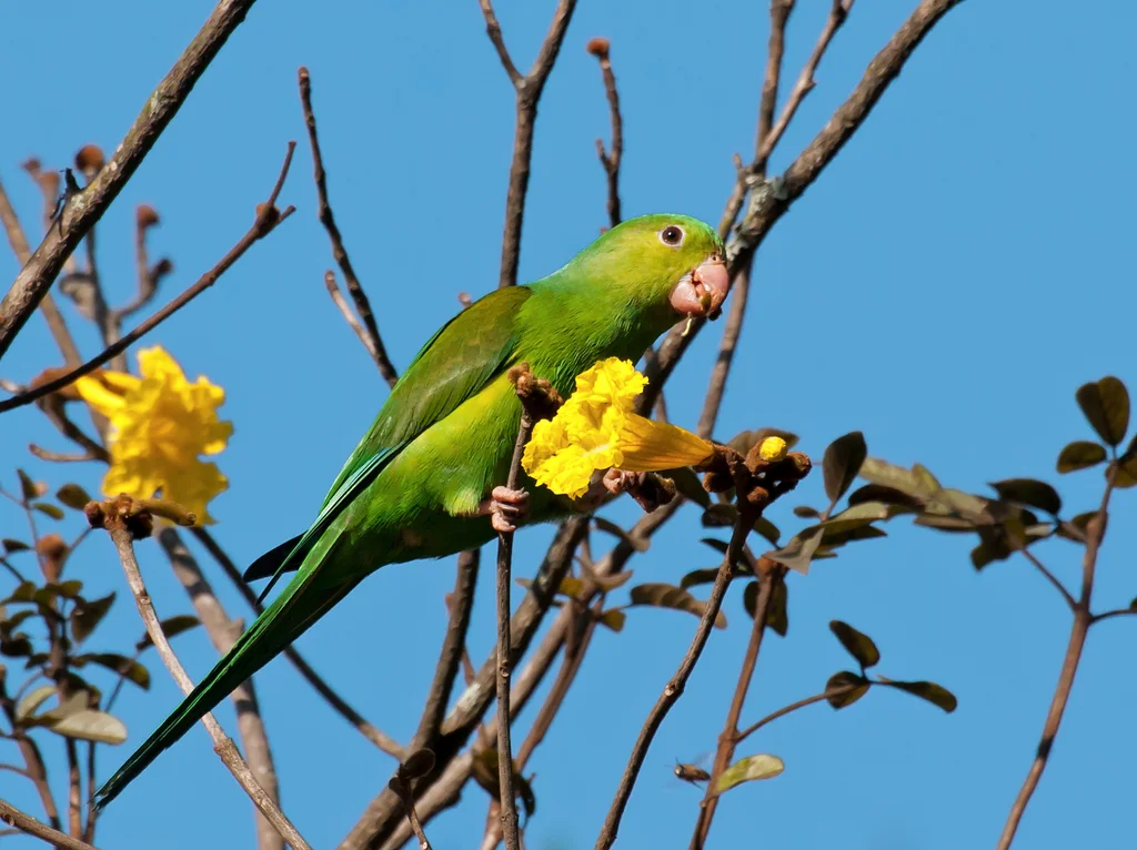 纯色鹦哥(Brotogeris tirica)
