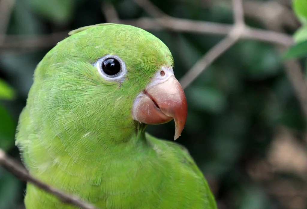 纯色鹦哥(Brotogeris tirica)