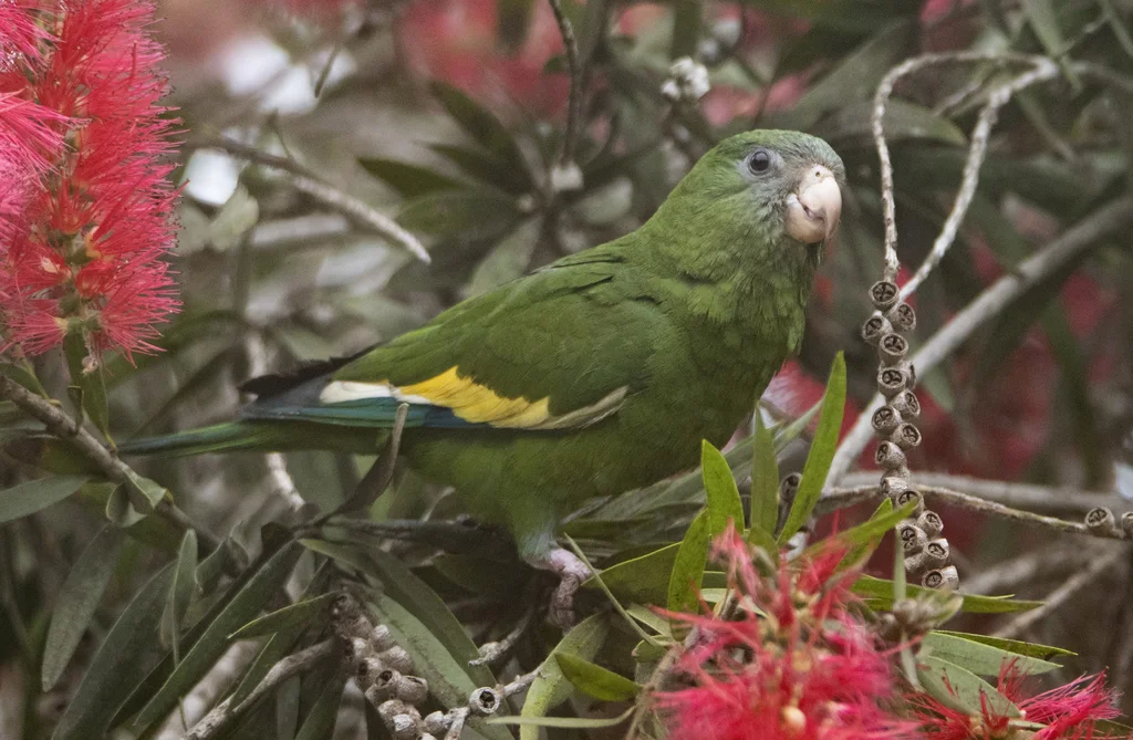 淡黄翅鹦哥(Brotogeris versicolurus)