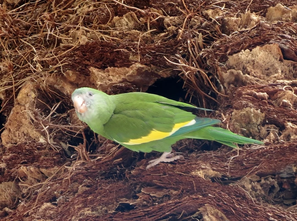 淡黄翅鹦哥(Brotogeris versicolurus)
