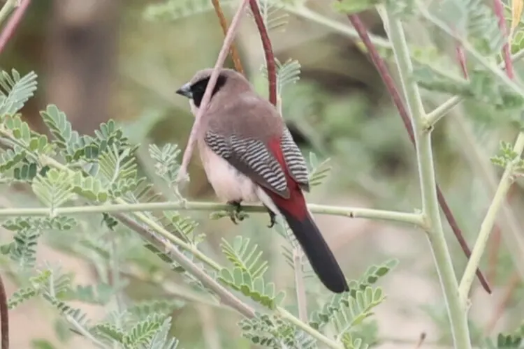 红腰梅花雀(Brunhilda charmosyna)