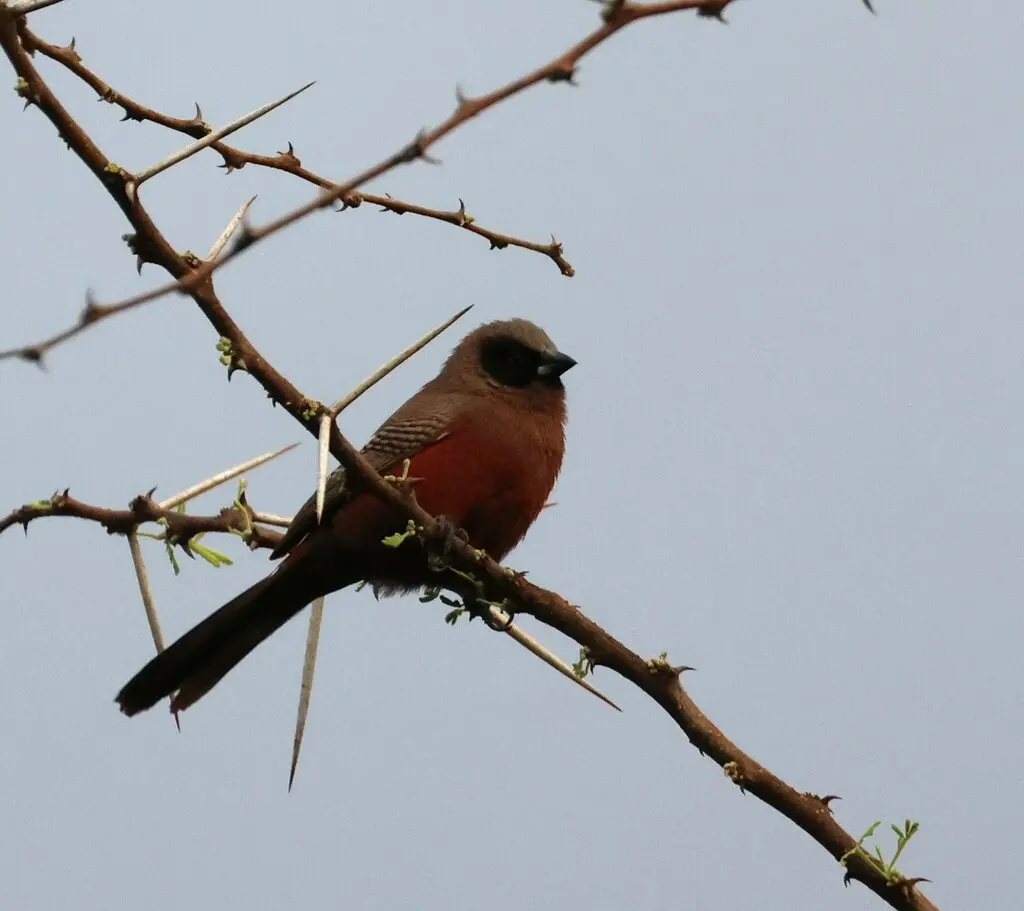 黑颊梅花雀(Brunhilda erythronotos)