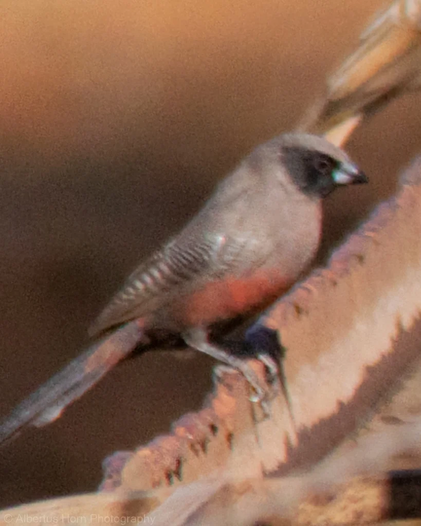 黑颊梅花雀(Brunhilda erythronotos)