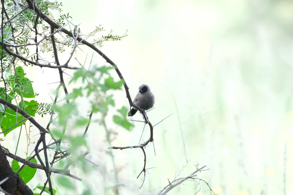黑颊梅花雀(Brunhilda erythronotos)