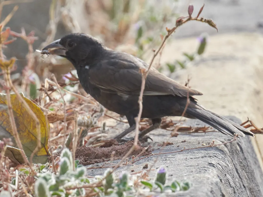 白嘴牛文鸟（Bubalornis albirostris）