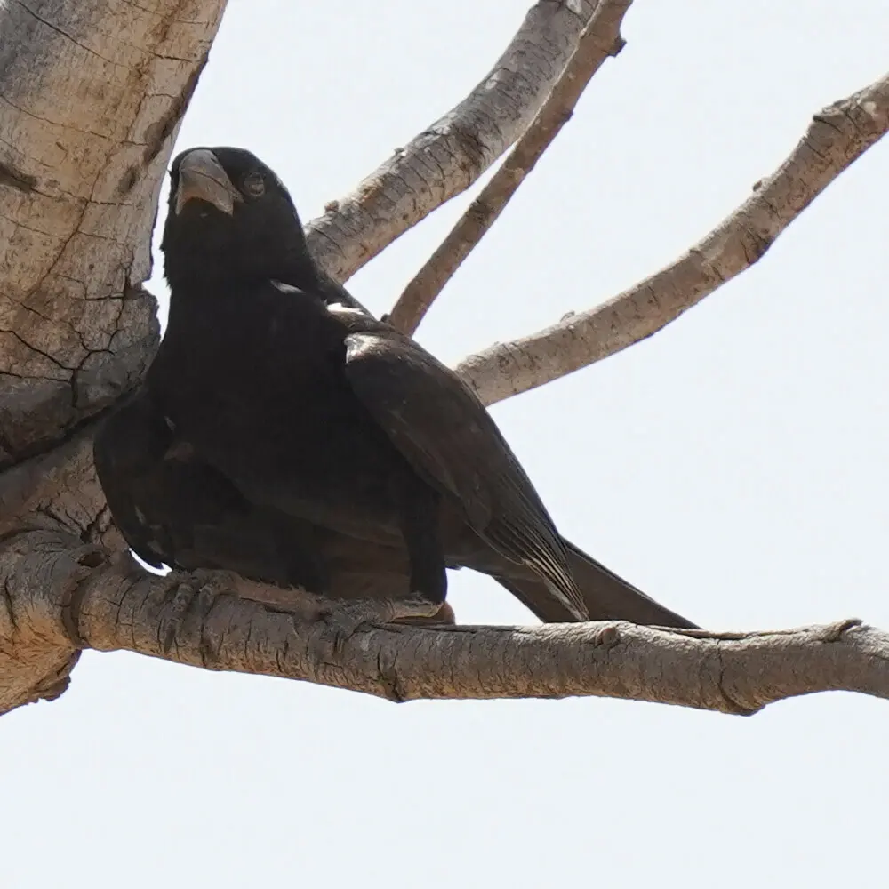 白嘴牛文鸟（Bubalornis albirostris）