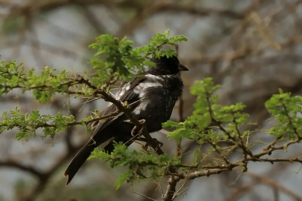 白嘴牛文鸟（Bubalornis albirostris）