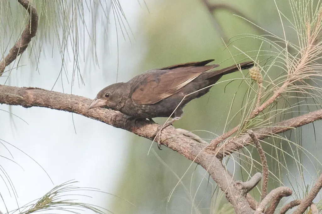 白嘴牛文鸟（Bubalornis albirostris）