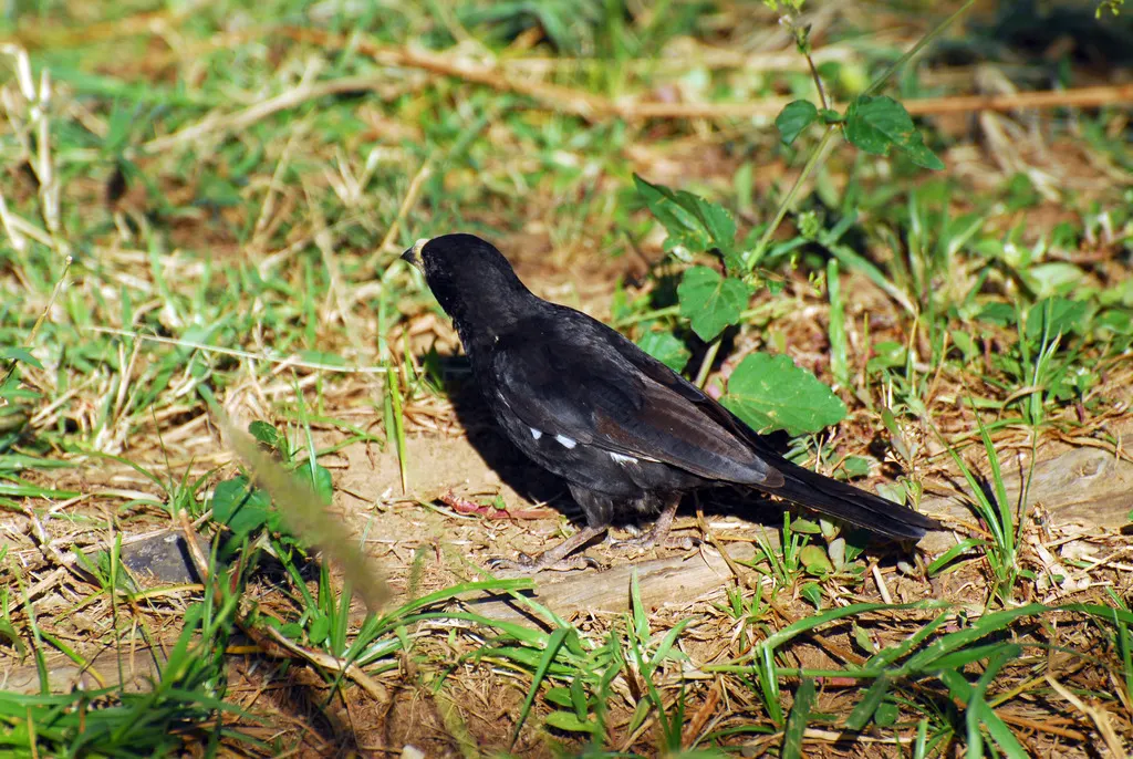 白嘴牛文鸟（Bubalornis albirostris）