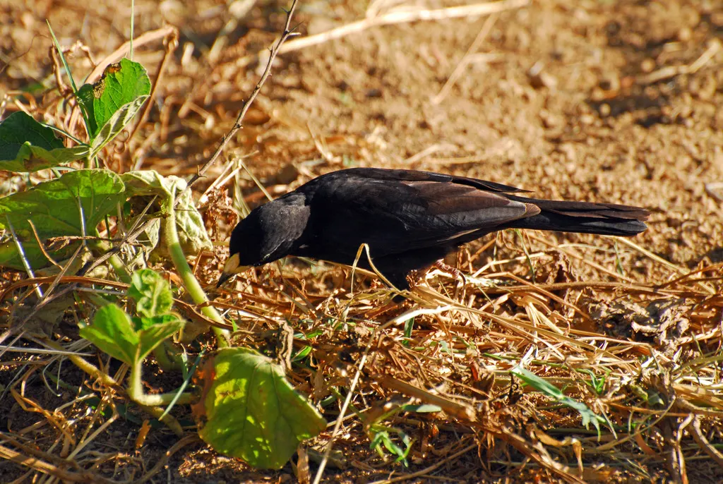 白嘴牛文鸟（Bubalornis albirostris）
