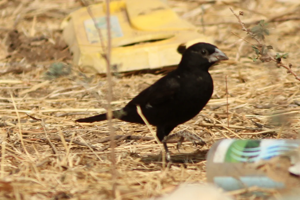 白嘴牛文鸟（Bubalornis albirostris）