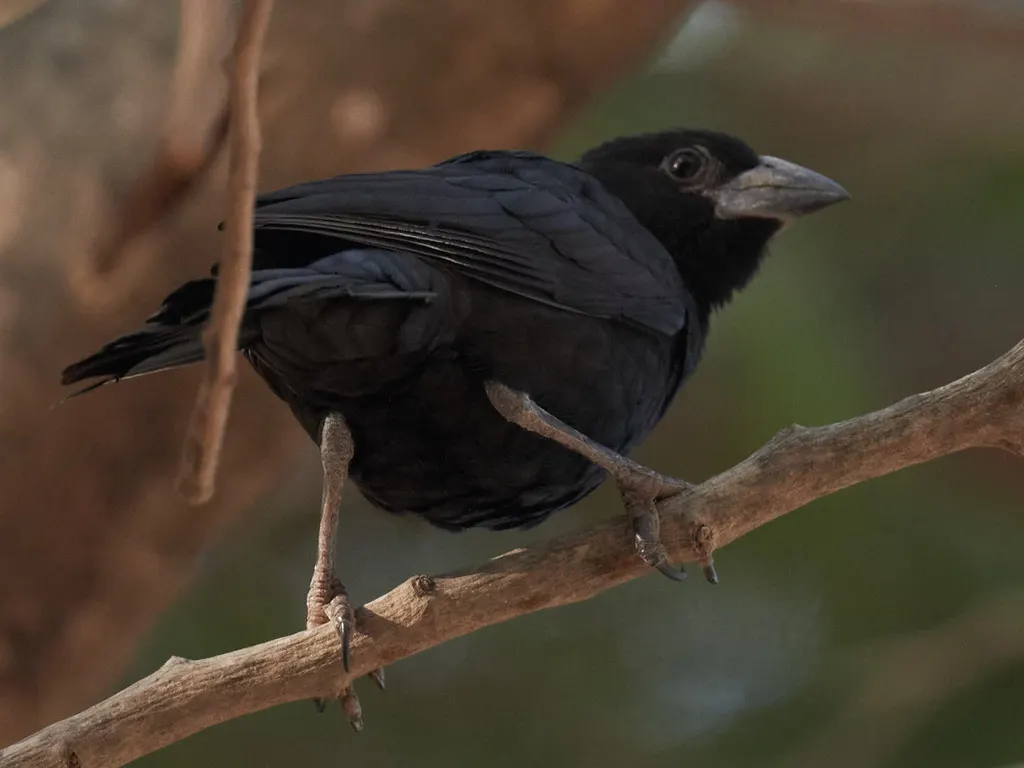 白嘴牛文鸟（Bubalornis albirostris）