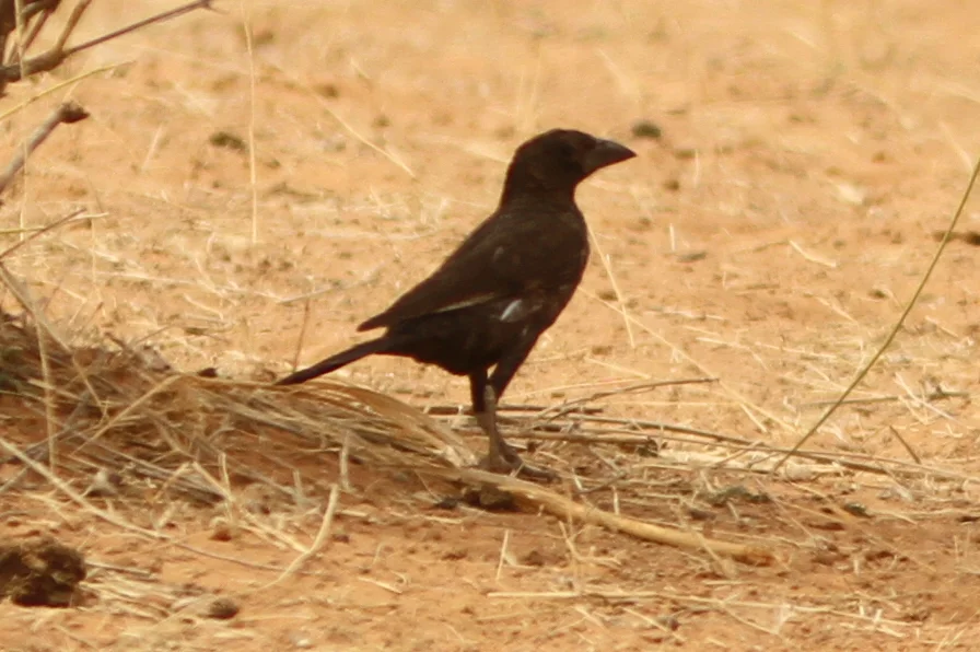 白嘴牛文鸟（Bubalornis albirostris）