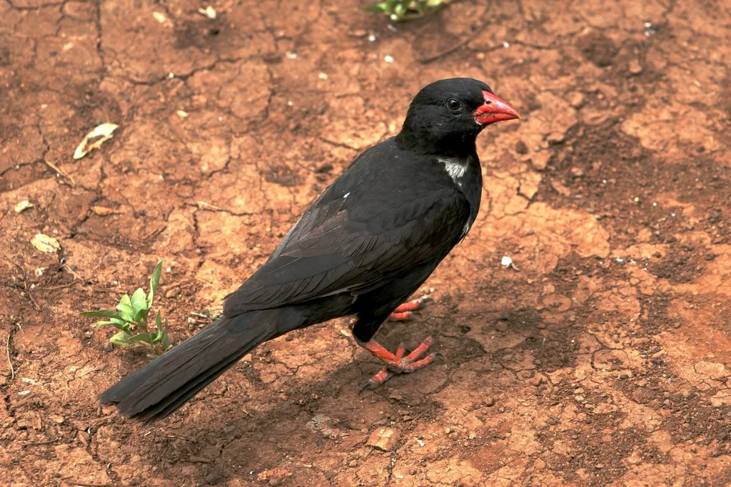 红嘴牛文鸟(Bubalornis niger)