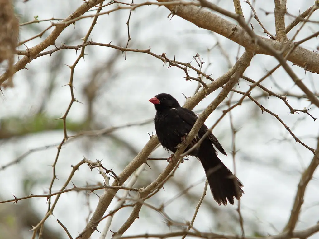红嘴牛文鸟(Bubalornis niger)