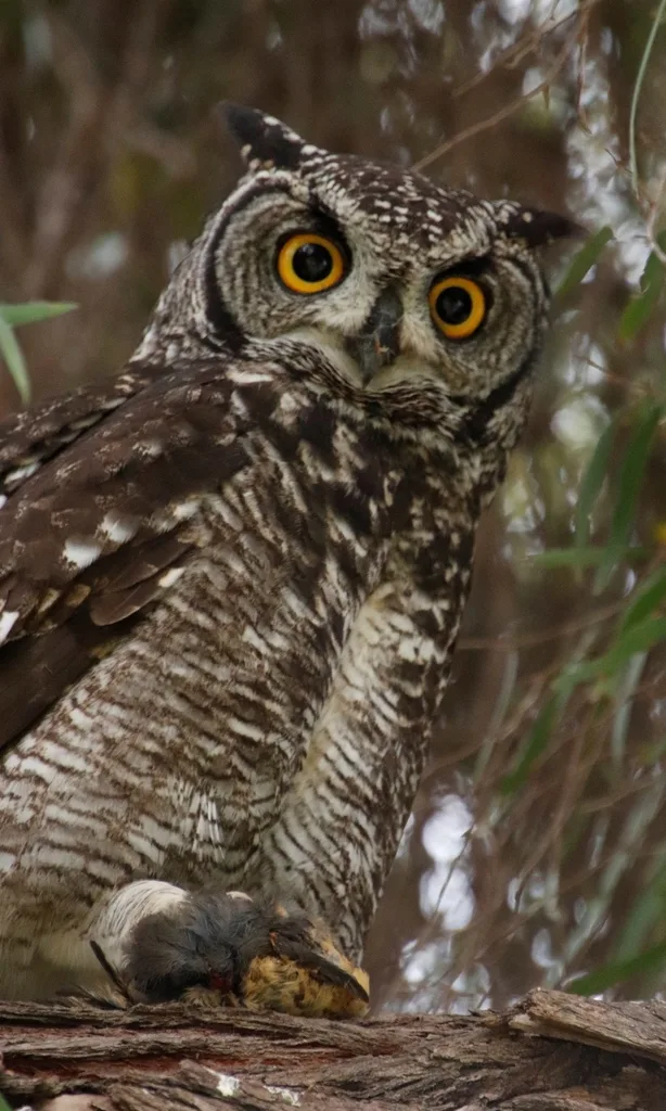 斑雕鸮(Bubo africanus)
