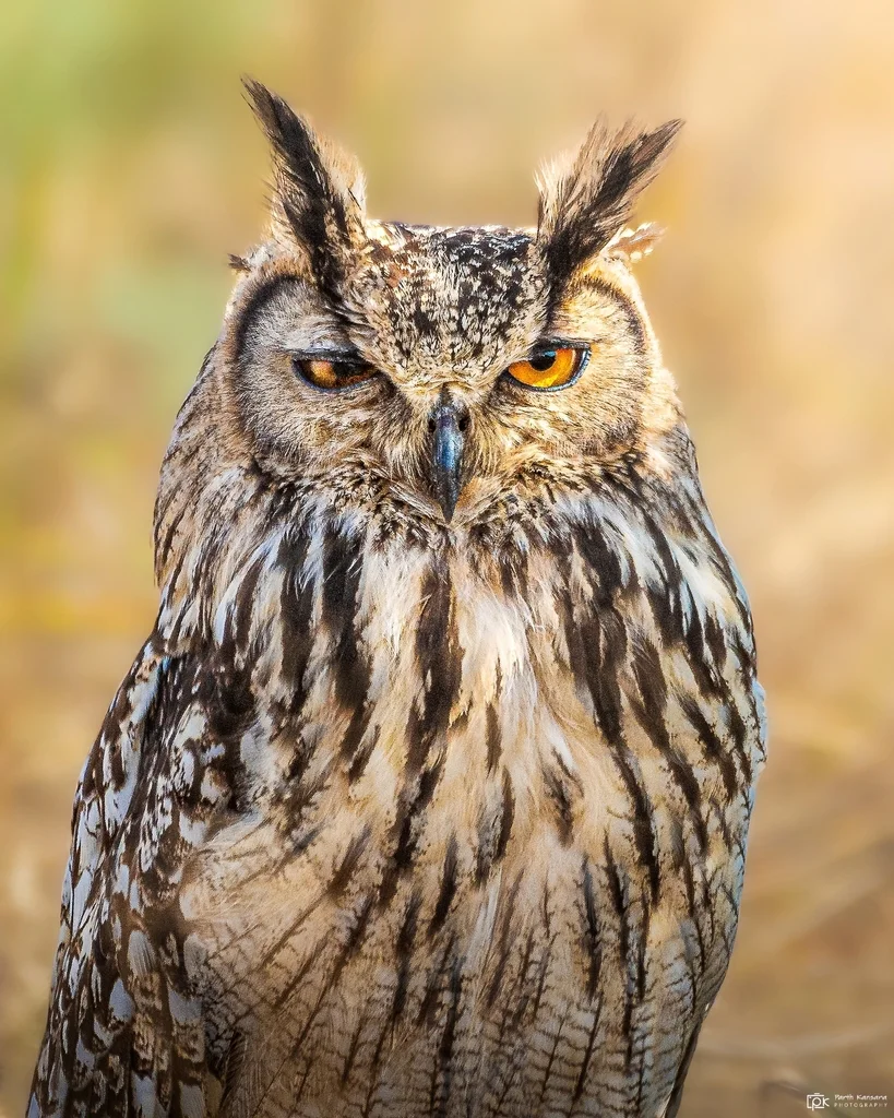 印度雕鸮(Bubo bengalensis)