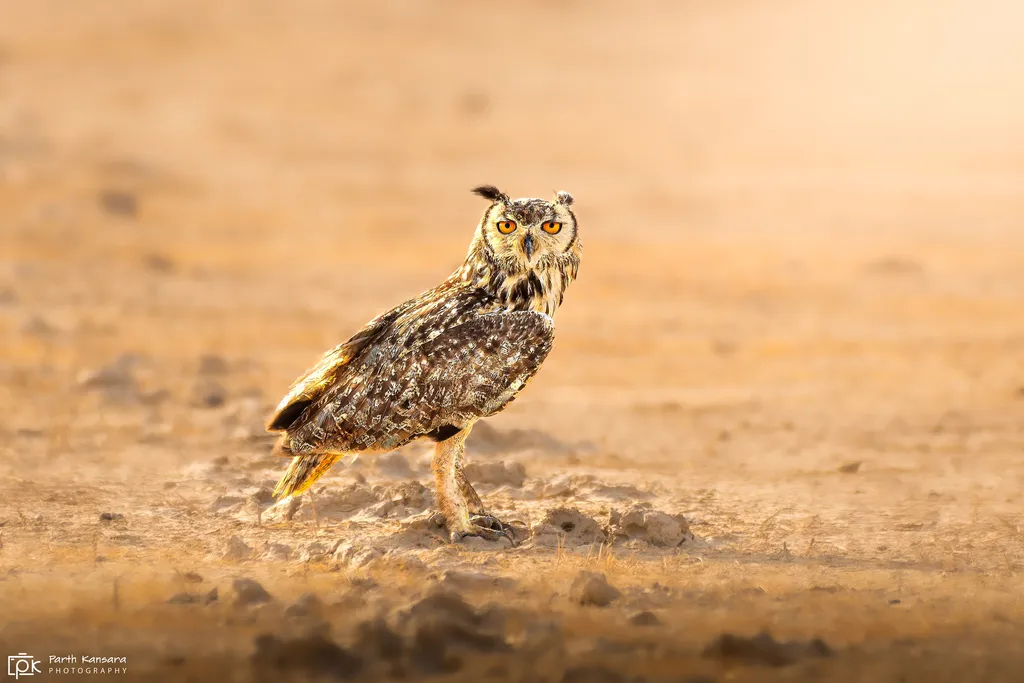 印度雕鸮(Bubo bengalensis)