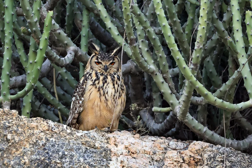 印度雕鸮(Bubo bengalensis)