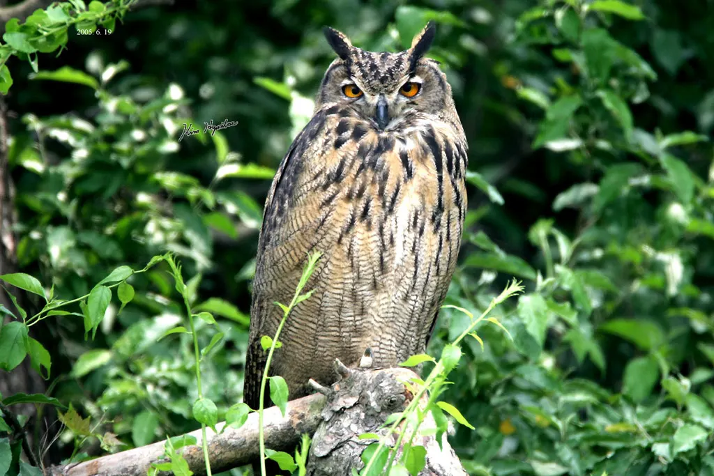 雕鸮(Bubo bubo)