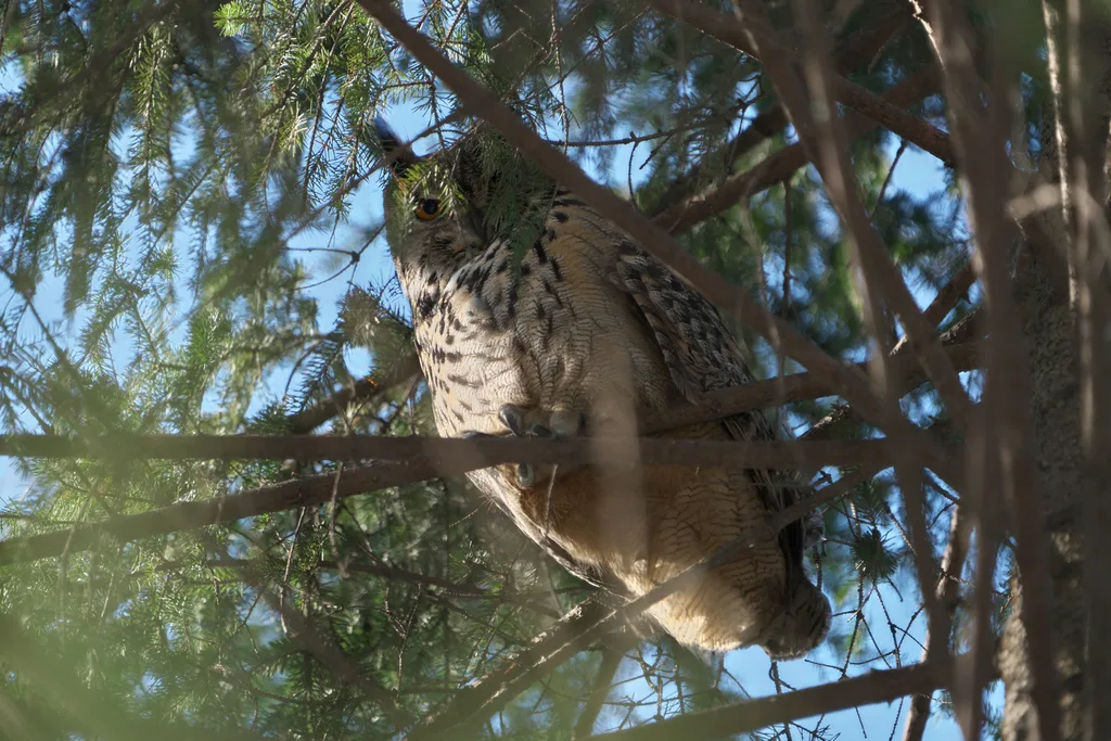 雕鸮(Bubo bubo)