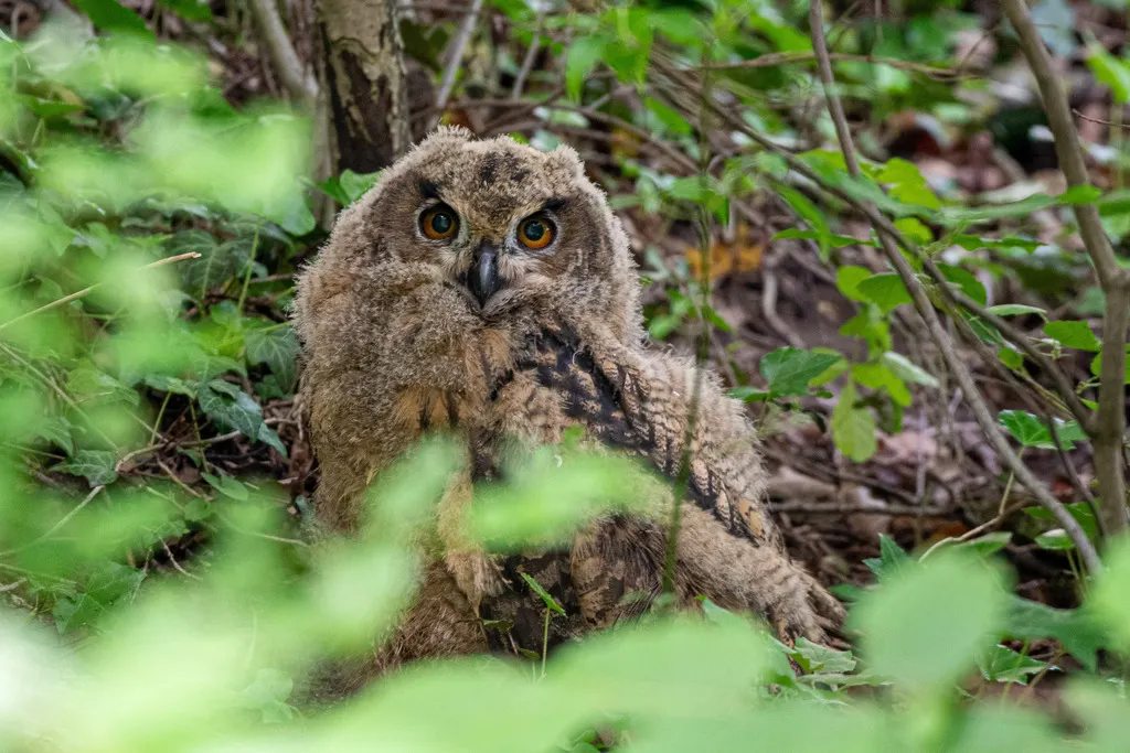 雕鸮(Bubo bubo)
