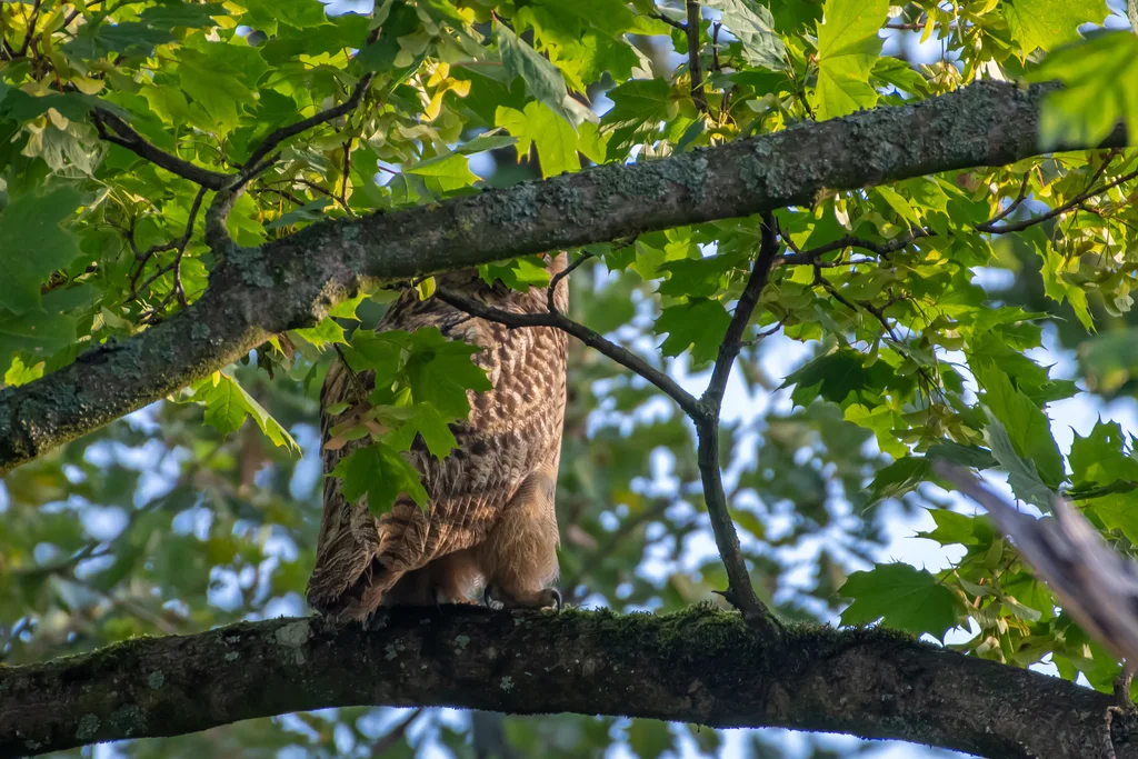雕鸮(Bubo bubo)