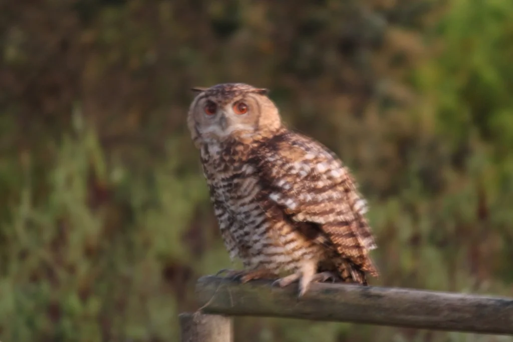 海角雕鸮(Bubo capensis)