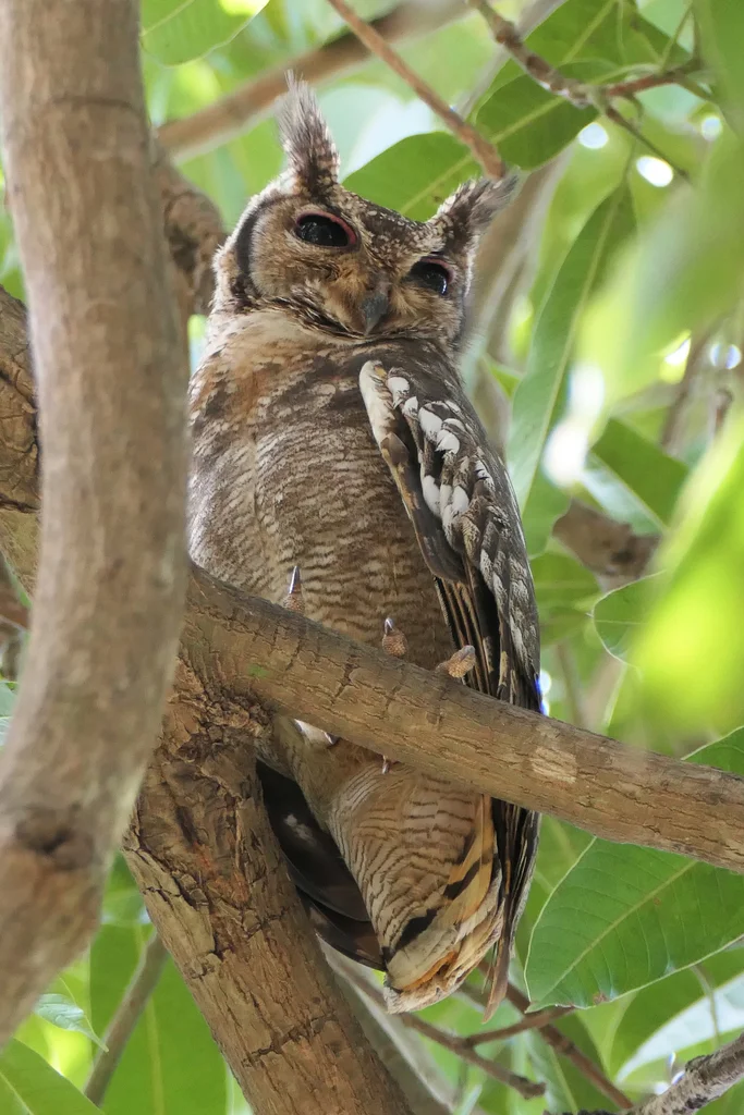 灰雕鸮(Bubo cinerascens)