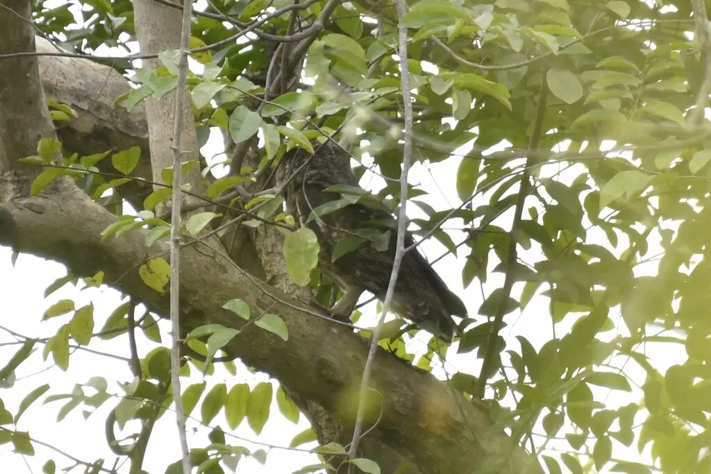 灰雕鸮(Bubo cinerascens)