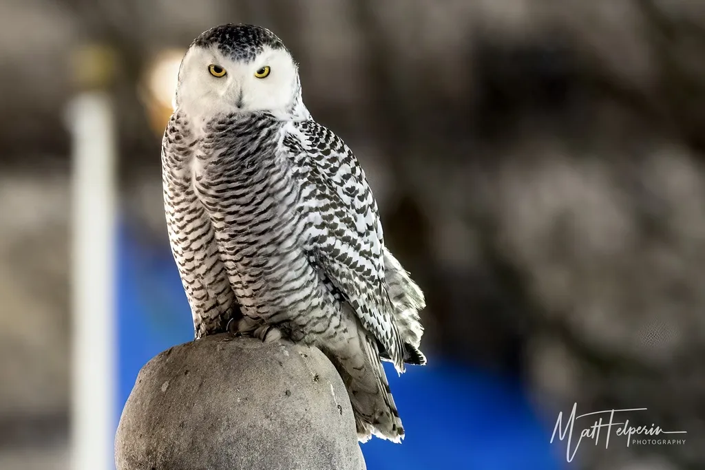 雪鸮(Bubo scandiacus)