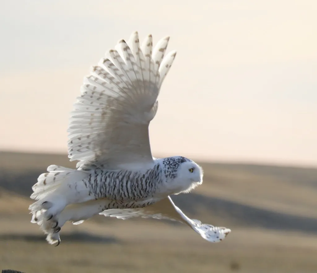 雪鸮(Bubo scandiacus)