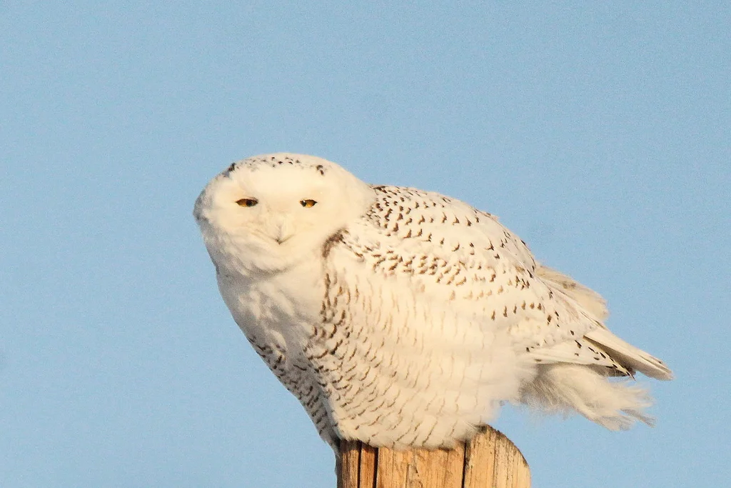 雪鸮(Bubo scandiacus)