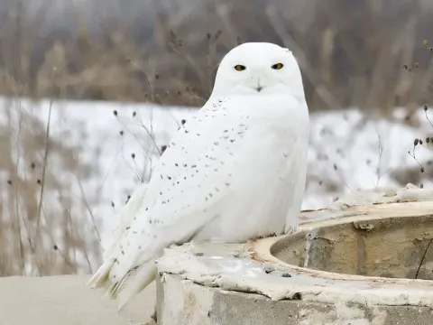 雪鸮